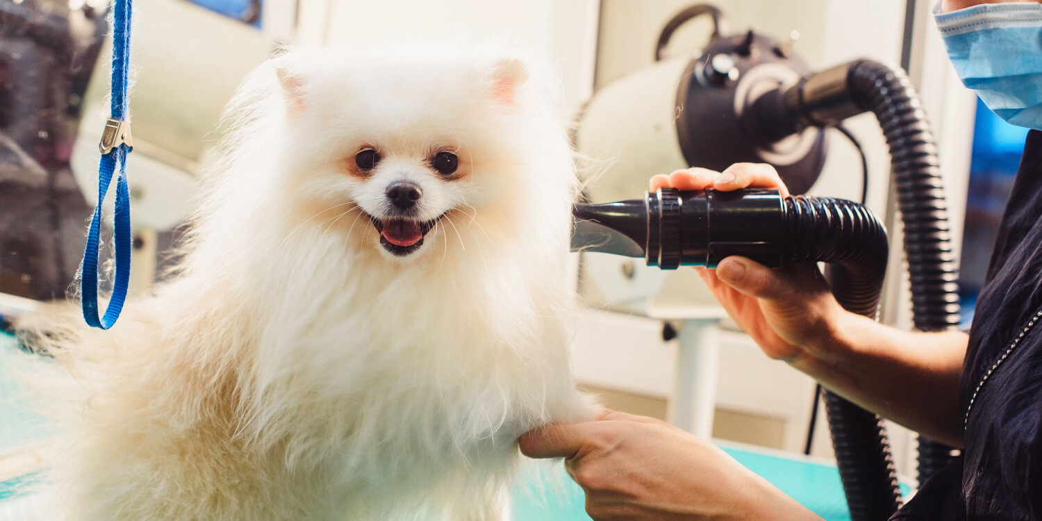 Best shoes shop for dog groomers